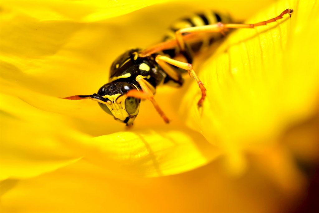 Sprin Insects How to keep insects out of your yard this spring